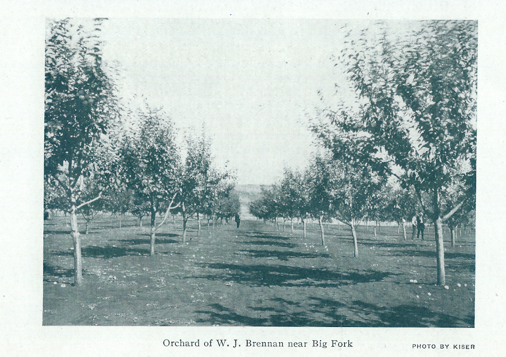 Early Bigfork orchard. Credit - Kellogg Collection