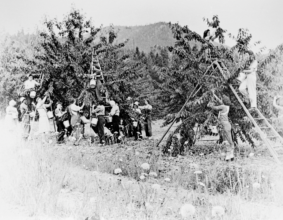 Cherries being harvested near Bigfork. Credit - Robbin Collection 